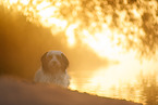 Tibetan Terrier