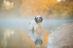 Tibetan Terrier