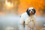 Tibetan Terrier