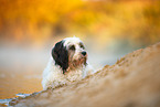 Tibetan Terrier