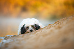 Tibetan Terrier