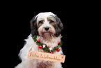 Tibetan Terrier