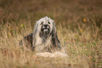 Tibet Terrier