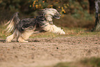 Tibet Terrier