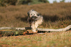 Tibet Terrier