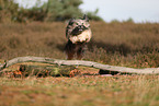 Tibet Terrier