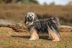 Tibet Terrier