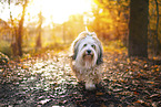 Tibetan Terrier