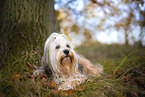 Tibetan Terrier