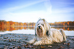 Tibetan Terrier