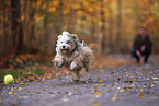 Tibetan Terrier