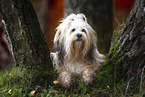 Tibetan Terrier