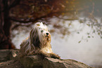 Tibetan Terrier