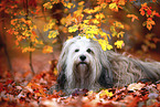 Tibetan Terrier