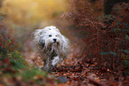 Tibetan Terrier