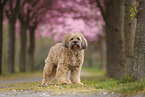 Tibet Terrier