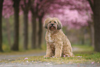 Tibet Terrier