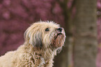 Tibet Terrier