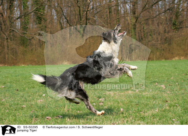 jumping Tiger / SS-50295