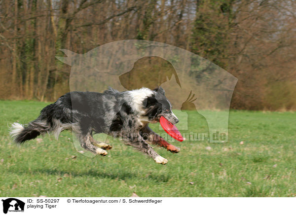 spielender Altdeutscher Tiger / playing Tiger / SS-50297