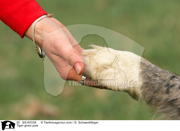 Tiger gives paw / SS-50338