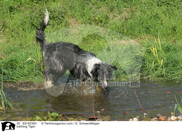 bathing Tiger / SS-50383