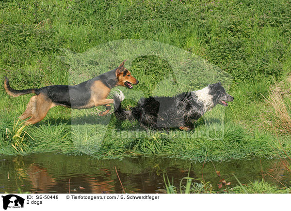 2 dogs / SS-50448