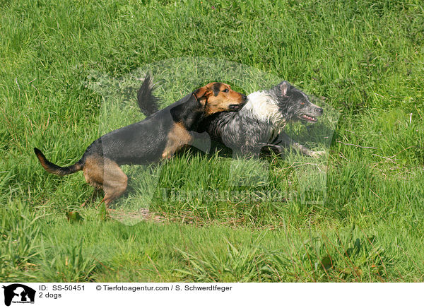 2 dogs / SS-50451