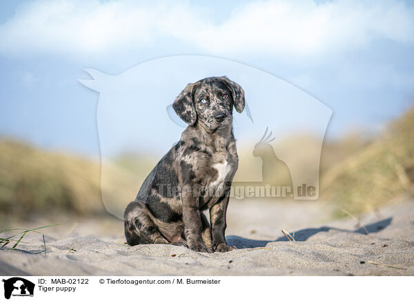 Altdeutscher Tiger Welpe / Tiger puppy / MAB-02122