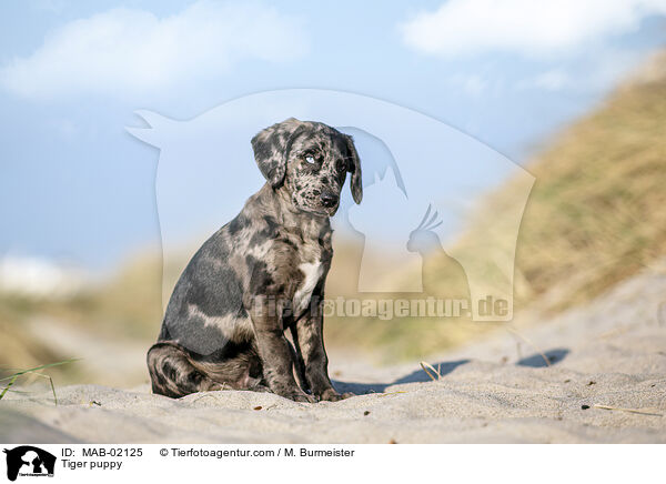 Altdeutscher Tiger Welpe / Tiger puppy / MAB-02125