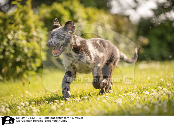 Altdeutscher Tiger Welpe / Old German Herding Shepherd Puppy / JM-19433