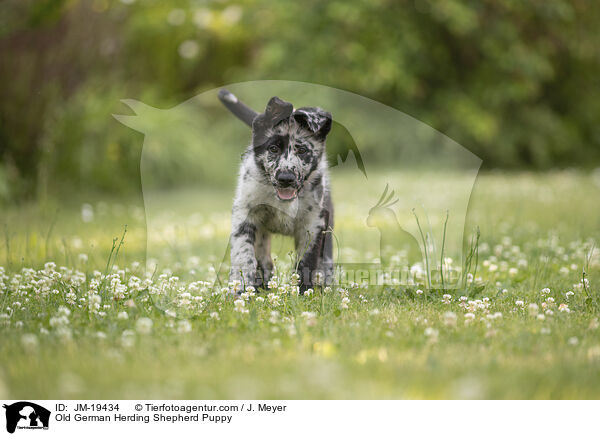 Old German Herding Shepherd Puppy / JM-19434