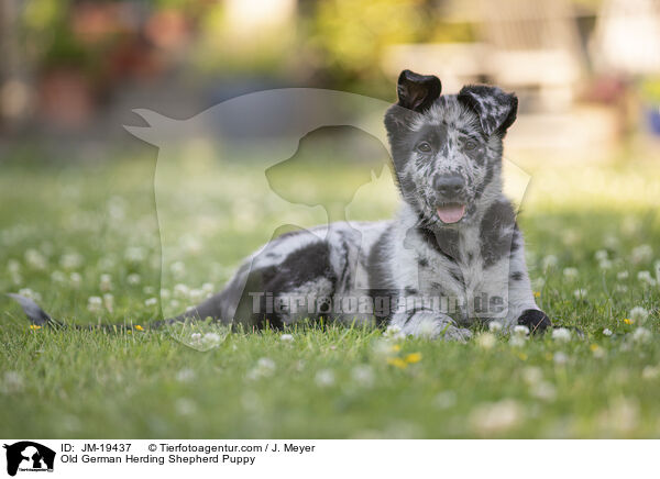 Altdeutscher Tiger Welpe / Old German Herding Shepherd Puppy / JM-19437