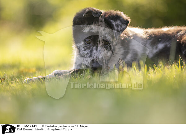 Old German Herding Shepherd Puppy / JM-19442