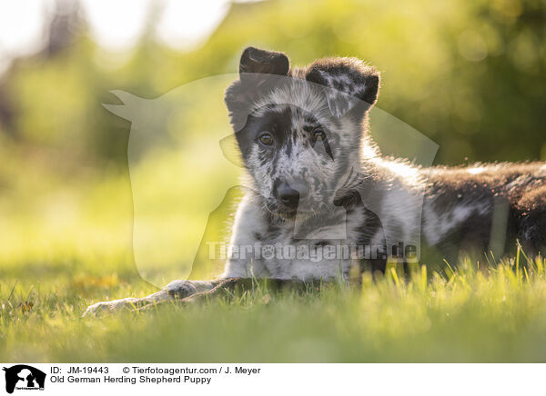 Old German Herding Shepherd Puppy / JM-19443