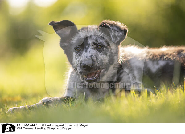 Old German Herding Shepherd Puppy / JM-19447