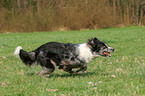 running Tiger