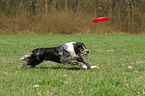 playing Tiger