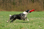 playing Tiger