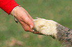 Tiger gives paw