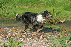 running Tiger