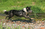 running Tiger