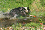 running Tiger