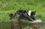 running Tiger