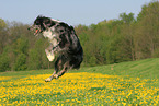jumping Tiger