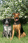 2 dogs