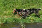 2 dogs