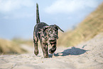 Tiger puppy