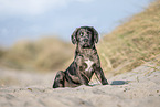 Tiger puppy