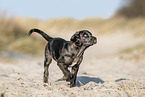 Tiger puppy